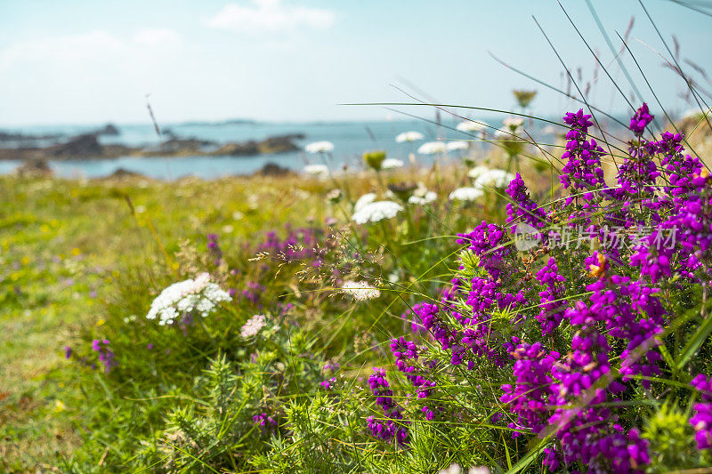 在法国布列塔尼Côtes d'Armor的Bréhat岛的紫色花石南花在夏天